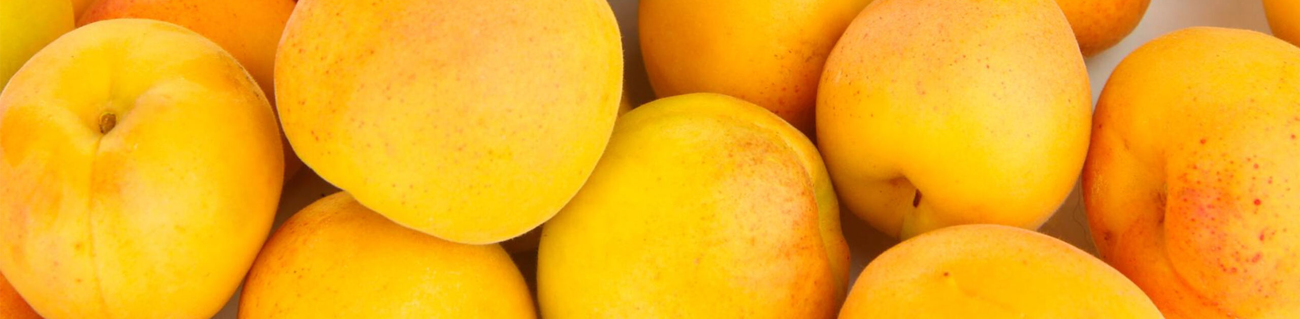Apricot puree supplier - Fruit&Tech